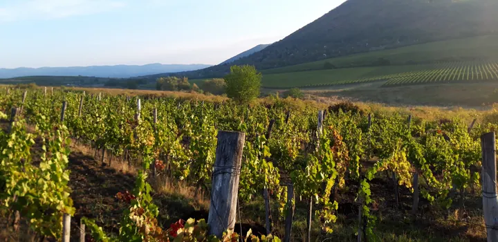 Kékfrankos ültetvény az egri Cigléd-dűlőben